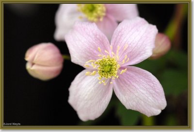 clematis_DSC_0038.JPG