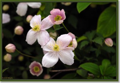 clematis_DSC_0042.JPG