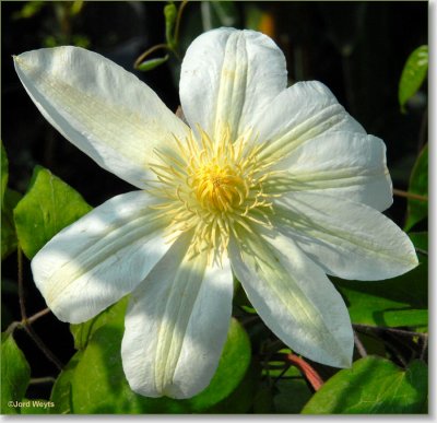clematis__DSC_0045.JPG