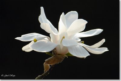 magnolia_DSC_0038.JPG
