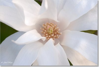 magnolia_DSC_0015.JPG