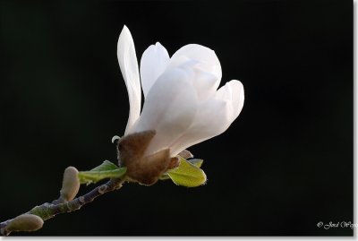 magnolia_DSC_0010.JPG