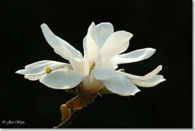 magnolia_DSC_1147.JPG
