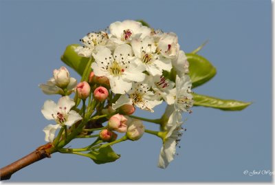 pyrus_DSC_0009.JPG