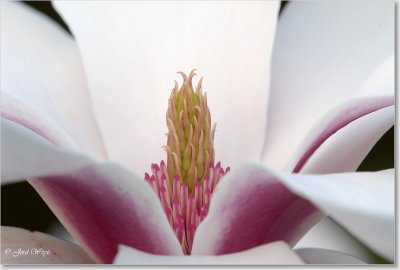 magnolia_DSC_0018.JPG