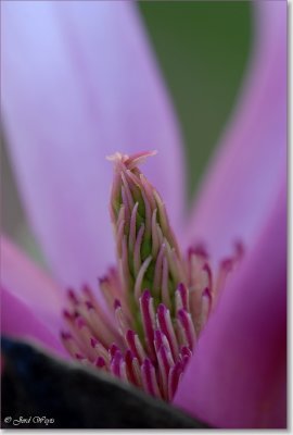 magnolia_DSC_0004.JPG