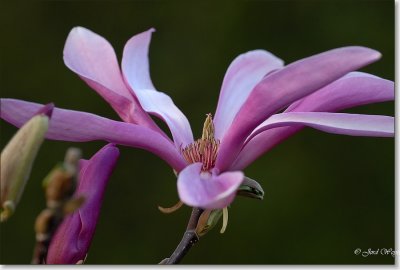 magnolia_DSC_0006.JPG