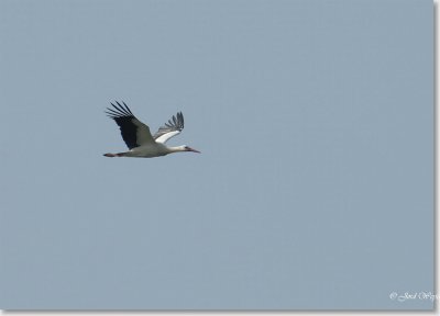ooievaar_DSC_0096nx.JPG