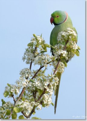 halsbandparkiet_DSC_6.JPG