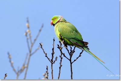 halsbandparkiet_DSC_0003.JPG
