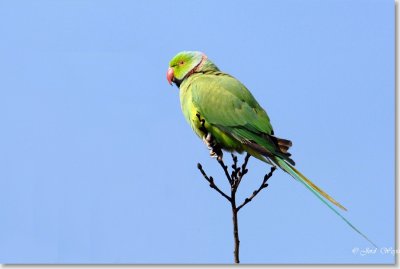 halsbandparkiet_DSC_0003ps.JPG