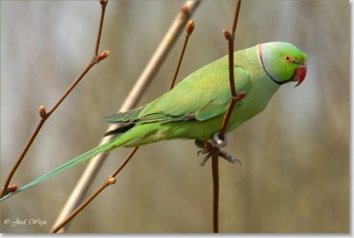 halsbandparkiet_DSC_4.JPG