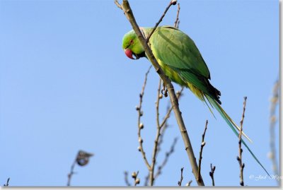 halsbandparkiet_DSC_0006.JPG