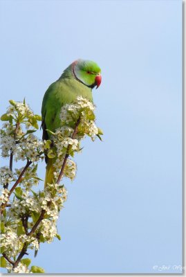 halsbandparkiet_DSC_7.JPG