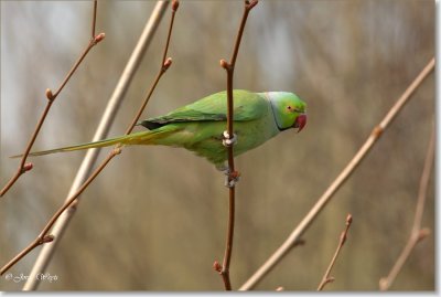 halsbandparkiet_DSC_0027.JPG