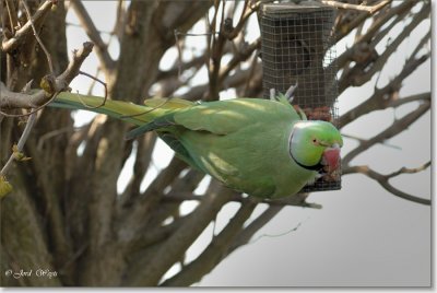 halsbandparkiet - Rose ringed Ring Necked parakeet - Psillacula krameri