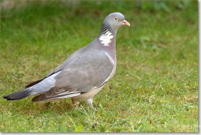houtduif_DSC_0007nx.JPG