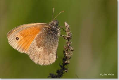 viroin_DSC_0034.JPG