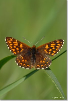viroin_DSC_0035.JPG