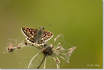 viroinval_2007