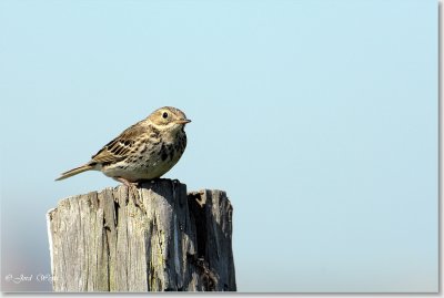 graspieper_DSC_0084.JPG