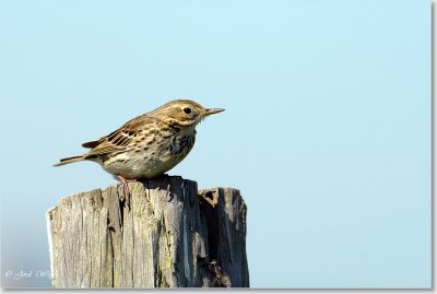 graspieper_DSC_0088.JPG