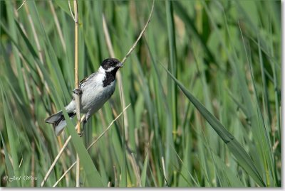 rietgors_DSC_0036.JPG