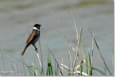 rietgors_DSC_0018.JPG
