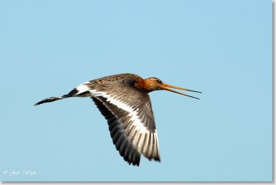 grutto_DSC_0026.JPG