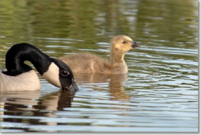 gans_DSC_0080.JPG