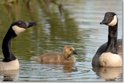 gans_DSC_0081.JPG