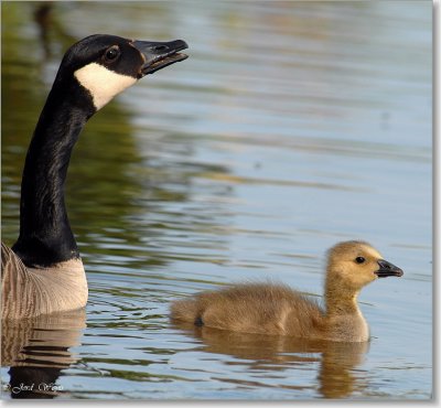gans_DSC_0083.JPG
