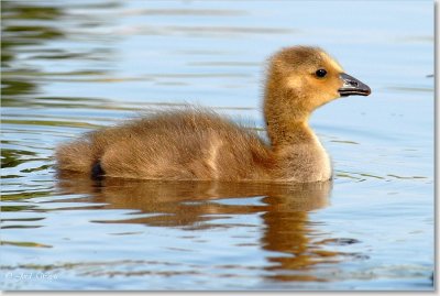 gans_DSC_0084.JPG
