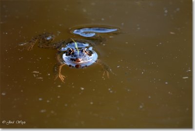 kikker_DSC_0012.JPG