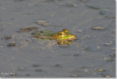 kikker_DSC_0018.JPG