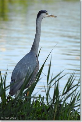 reiger_DSC_0069.JPG