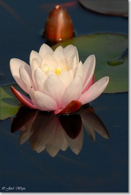 waterlelie_DSC_0015.JPG