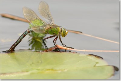 libelle_DSC_0042.JPG