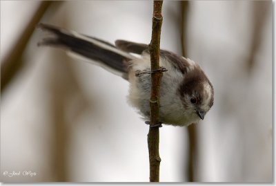 staartmees_DSC_0051.JPG