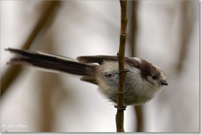 staartmees - Long-tailed tit - Aegithalos caudatus