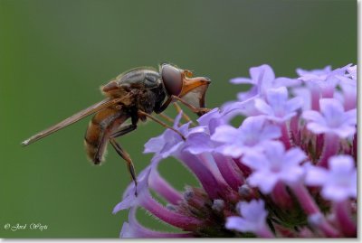 snuitvlieg_DSC_0006.JPG