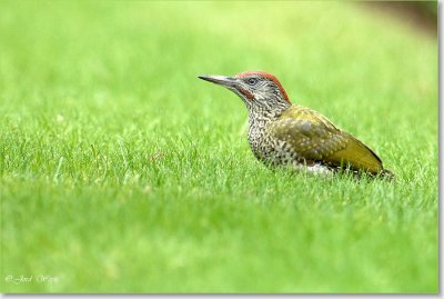 groene specht_DSC_0052.JPG