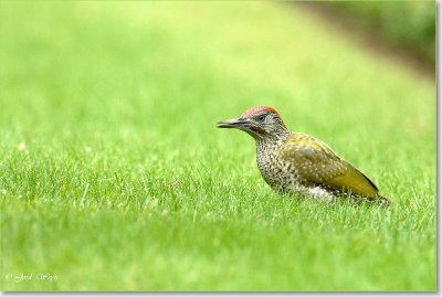 groene specht_DSC_0062.JPG