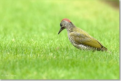 groene specht_DSC_0066.JPG