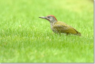 groene specht_DSC_0075.JPG