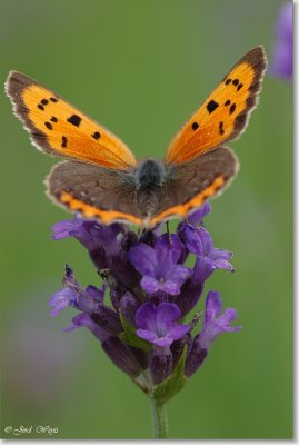 Kleine vuurvlinder_DSC_2946.JPG