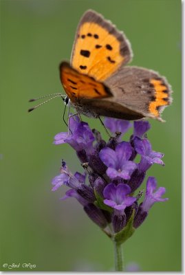 Kleine vuurvlinder_DSC_2950.JPG