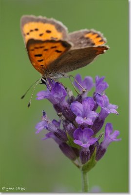 Kleine vuurvlinder_DSC_2953.JPG