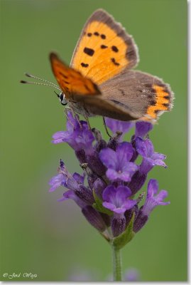 Kleine vuurvlinder_DSC_2960.JPG