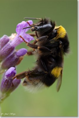 hommel_DSC_3014.JPG